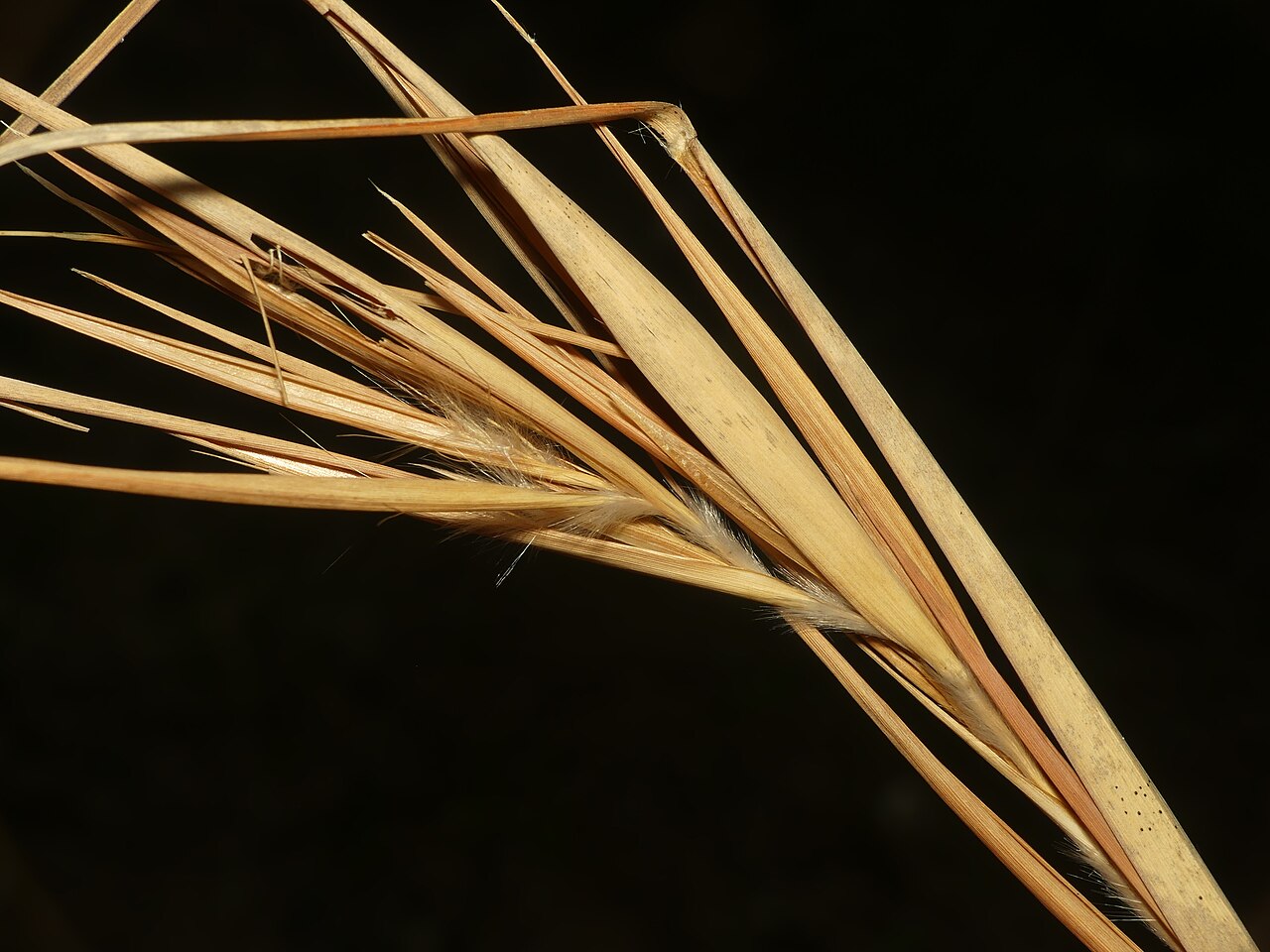 Andropogon gyrans