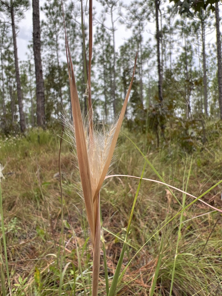 Andropogon gyrans