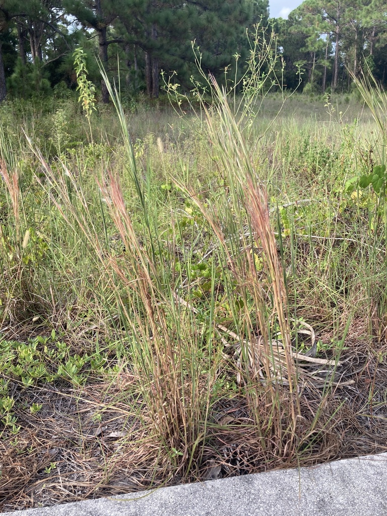 Andropogon longiberbis