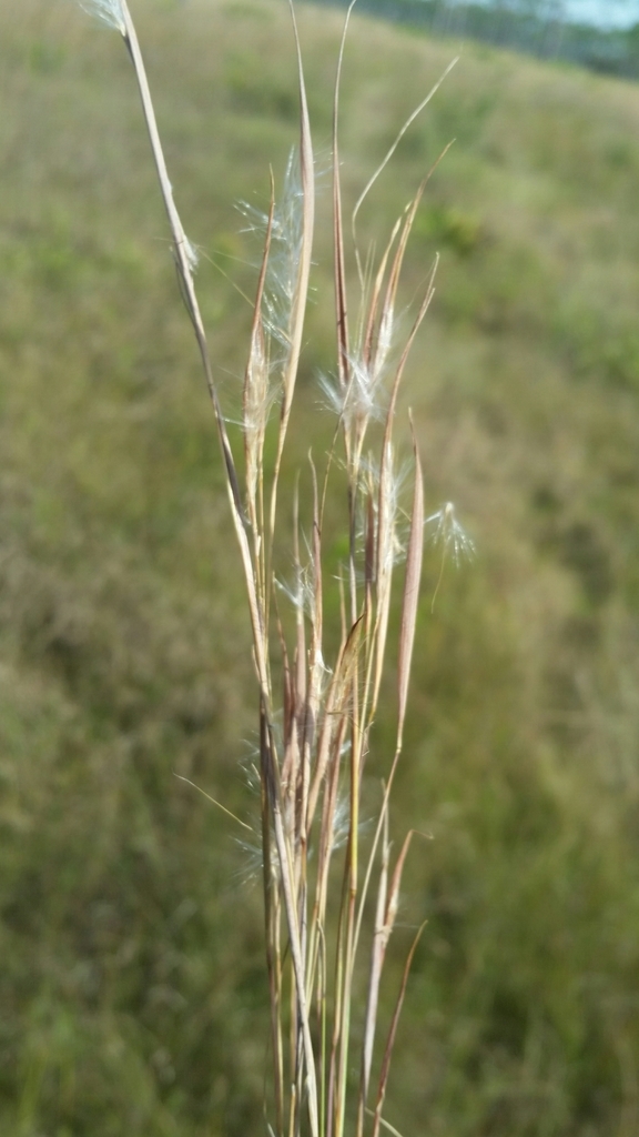 Andropogon perangustatus
