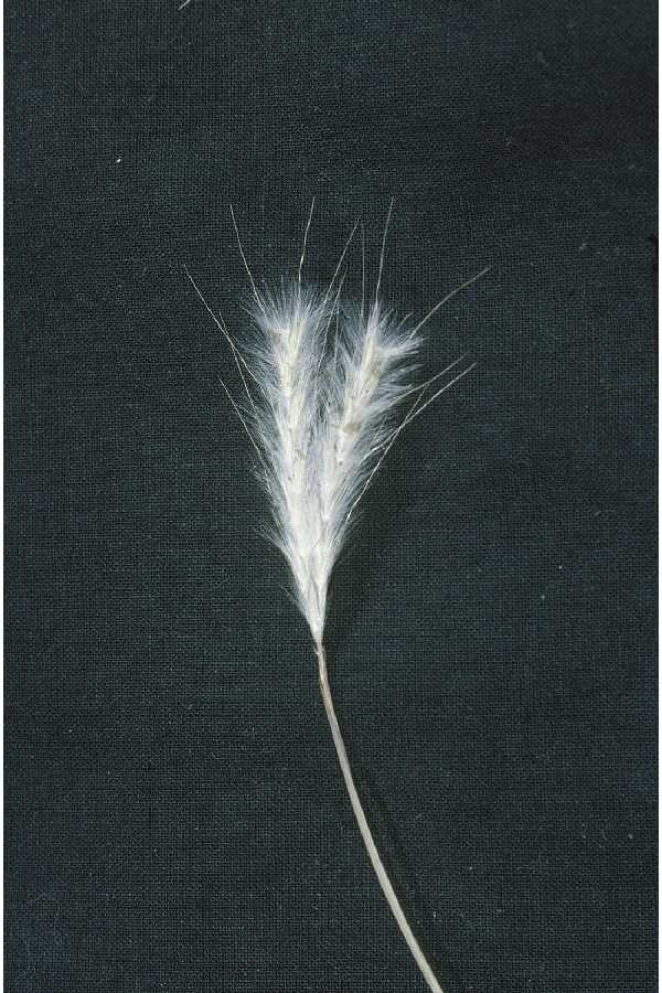 Andropogon ternarius