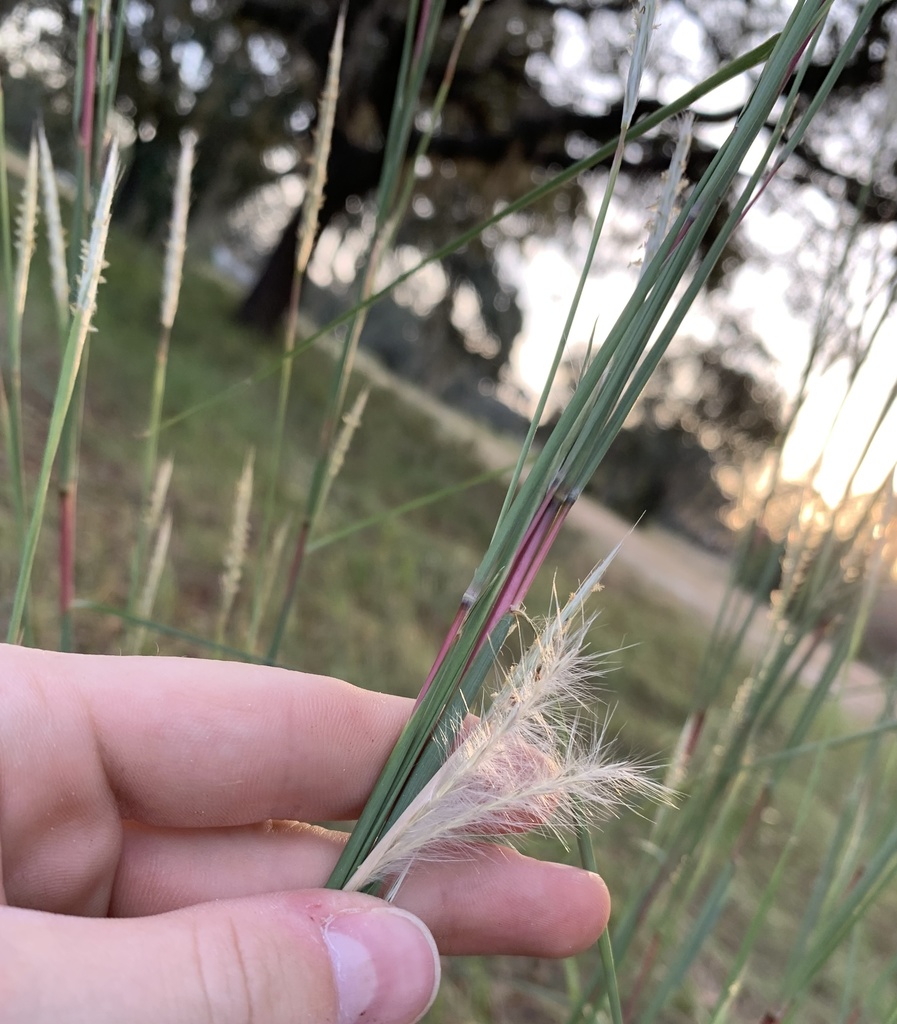 Andropogon ternarius