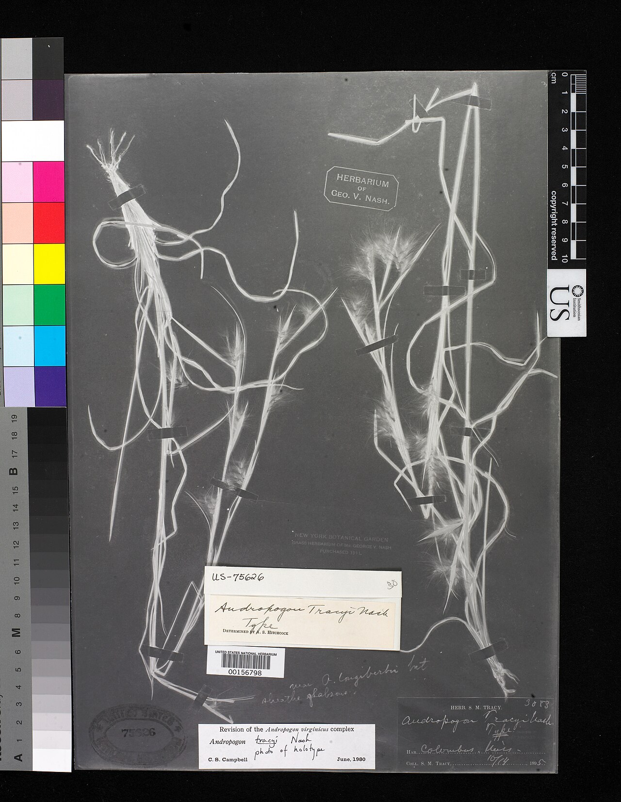 Andropogon tracyi