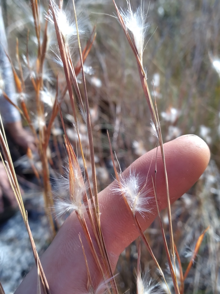 Andropogon tracyi