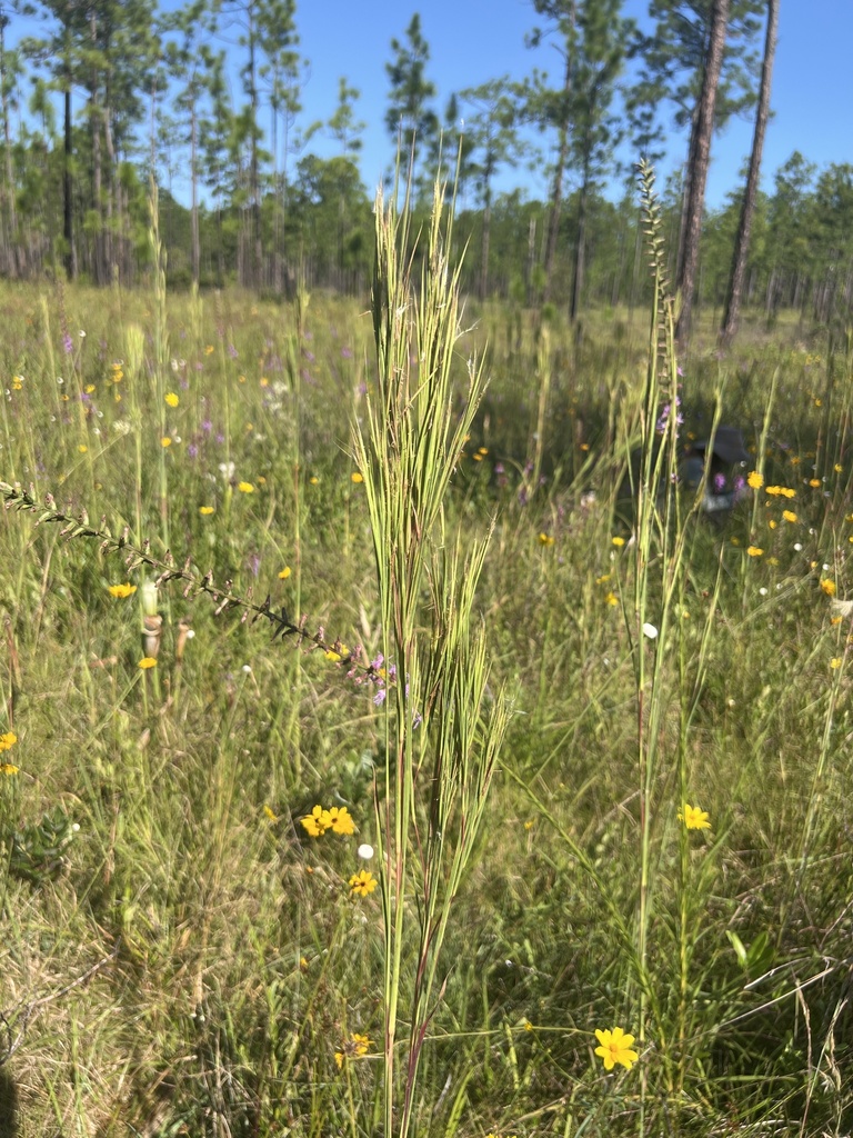 Andropogon virginicus var. decipiens