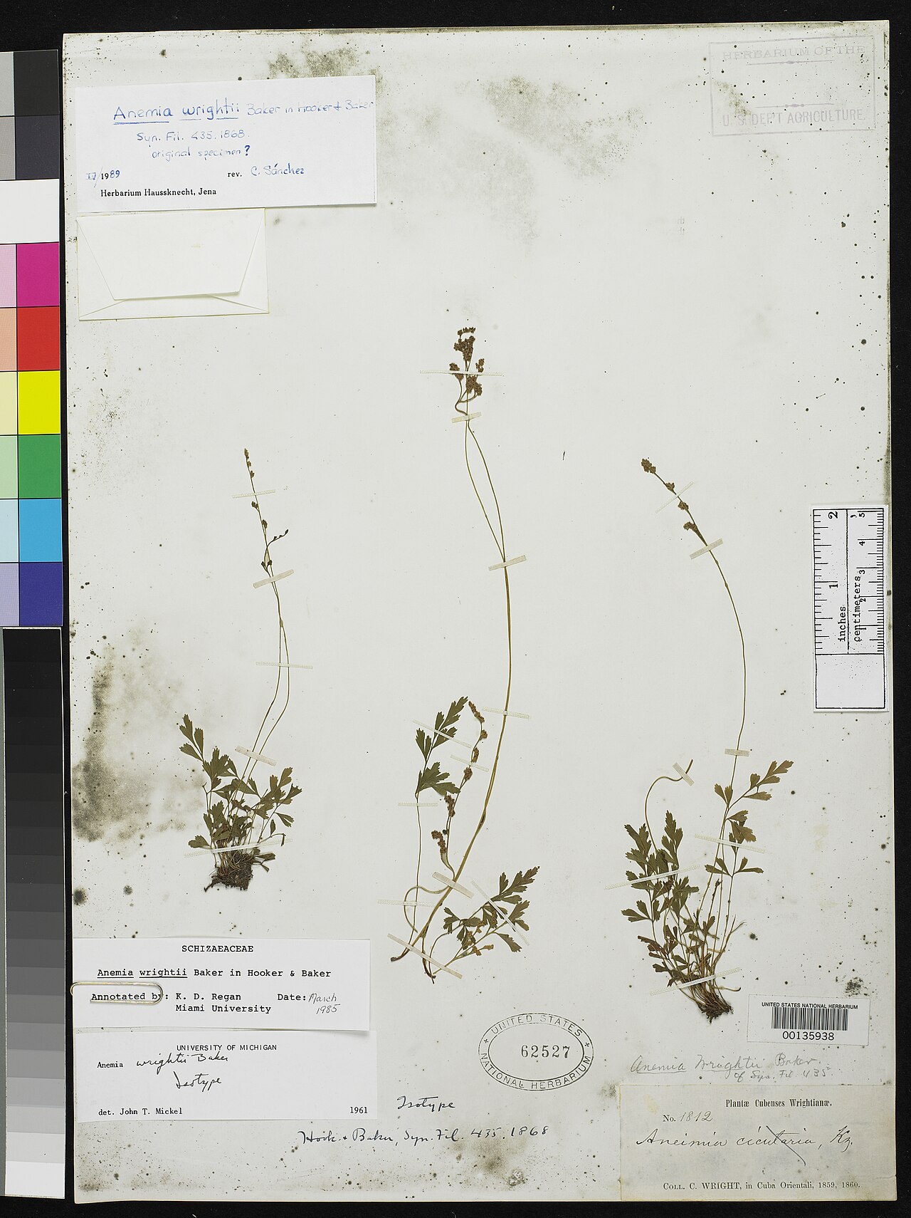 Anemia wrightii