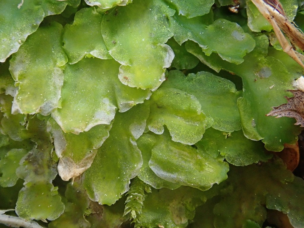 Aneura maxima