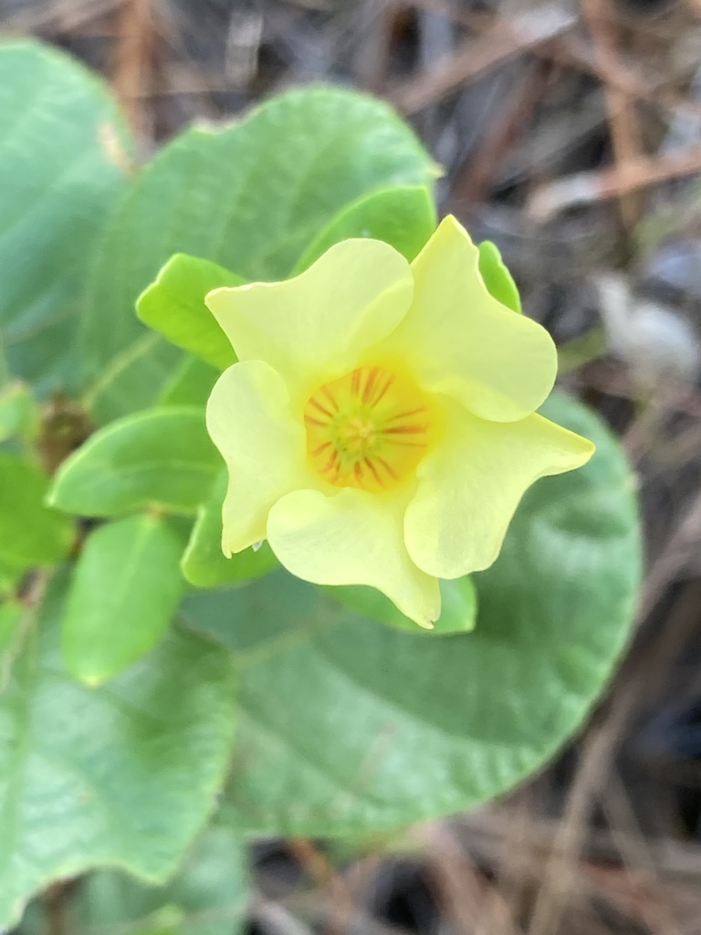 Angadenia berteroi
