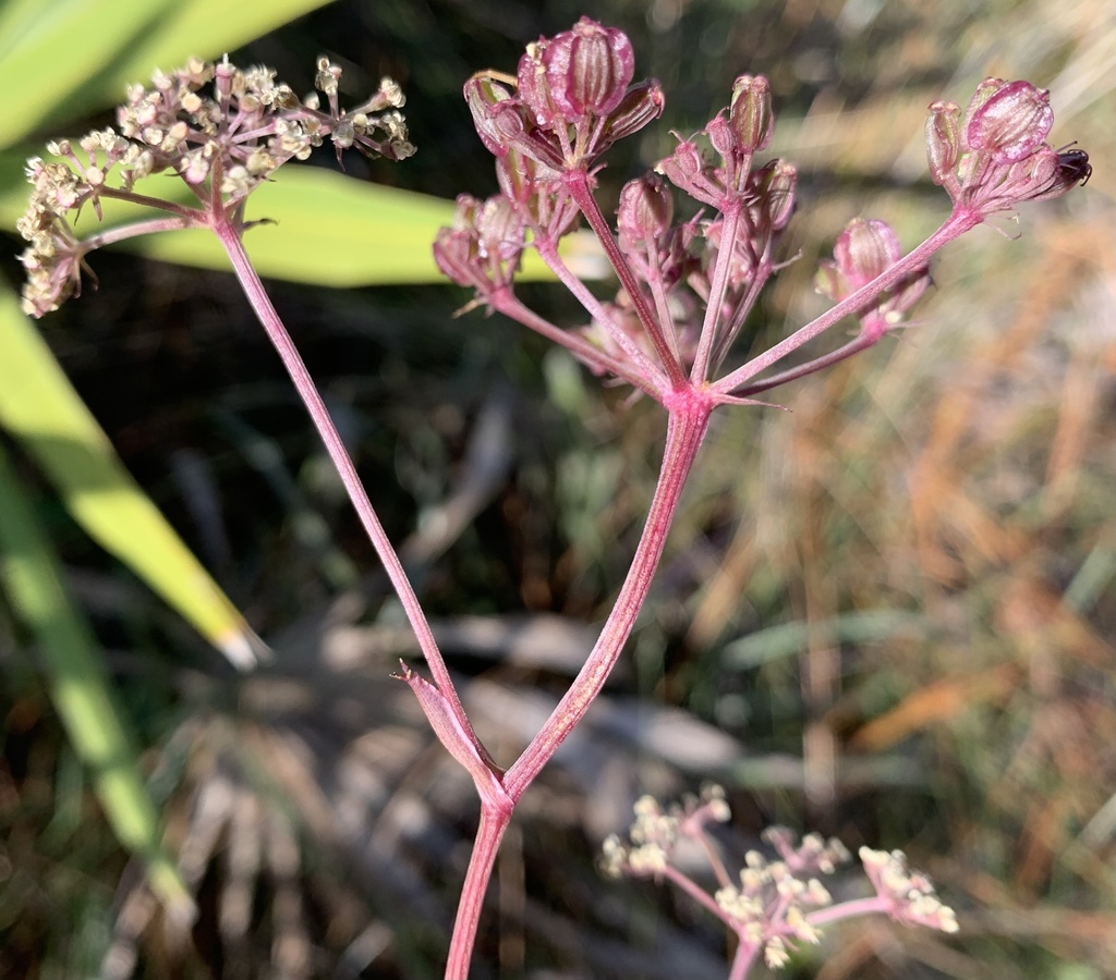 Angelica dentata