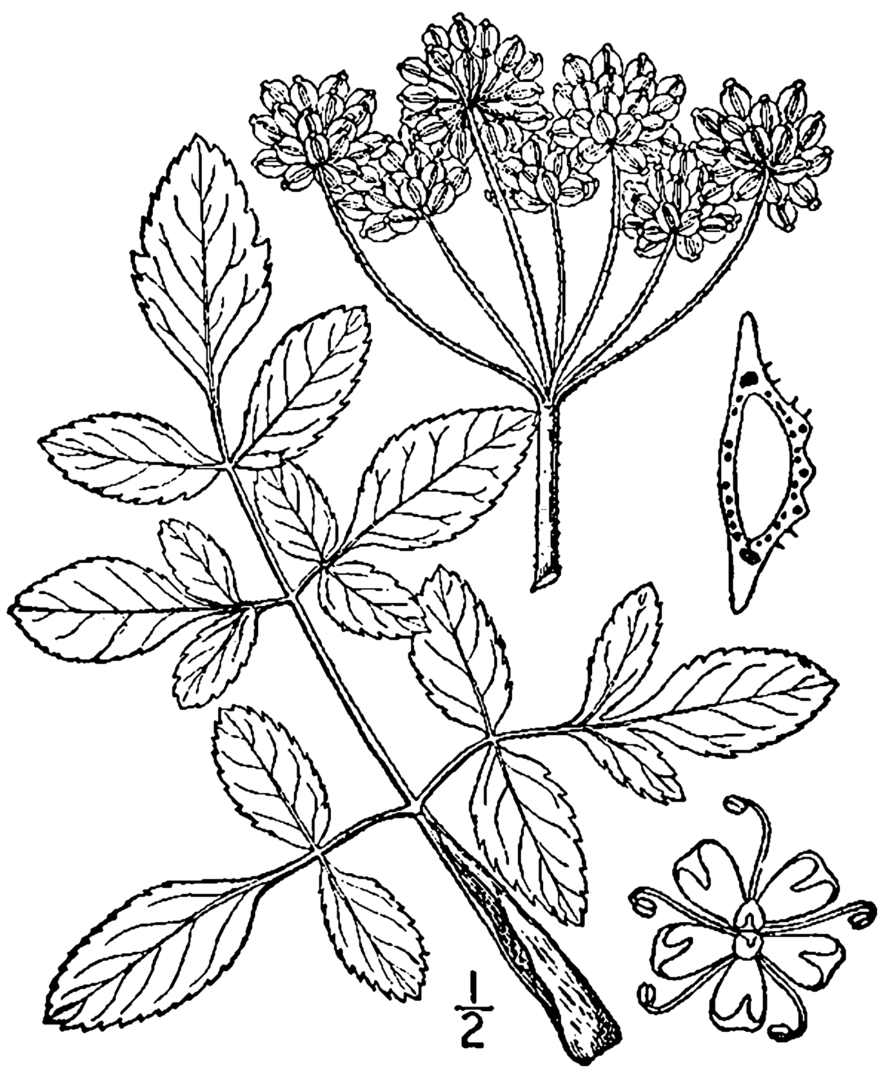 Angelica venenosa