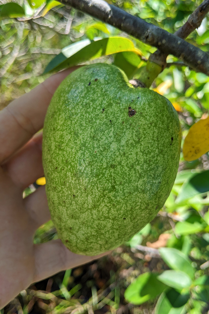 Annona glabra