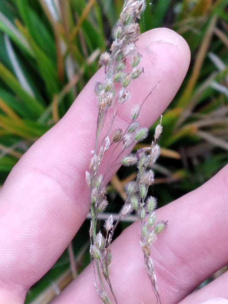 Anthenantia rufa