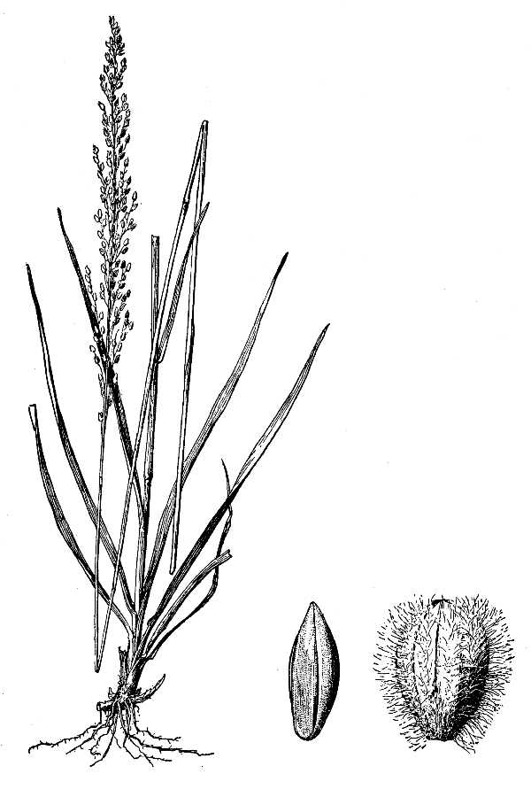 Anthenantia villosa