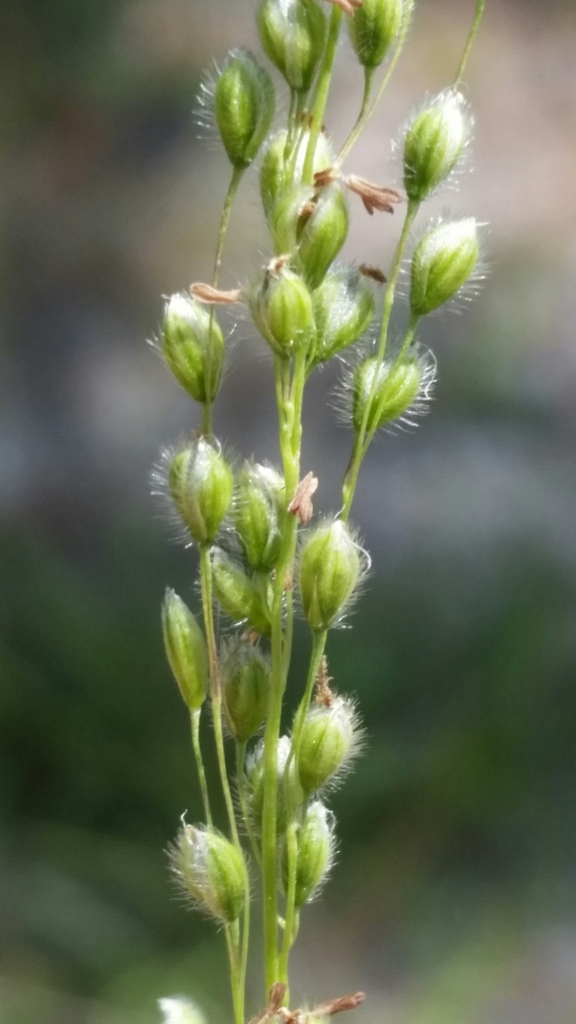 Anthenantia villosa