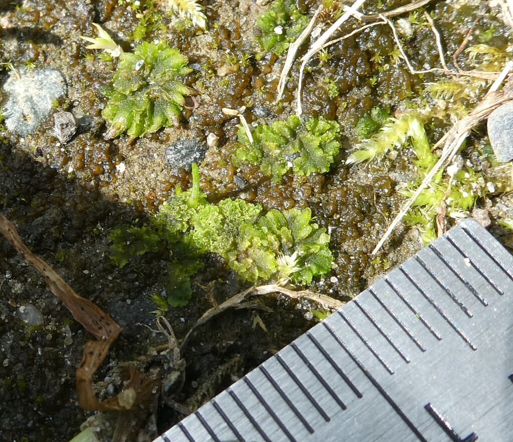 Anthoceros agrestis