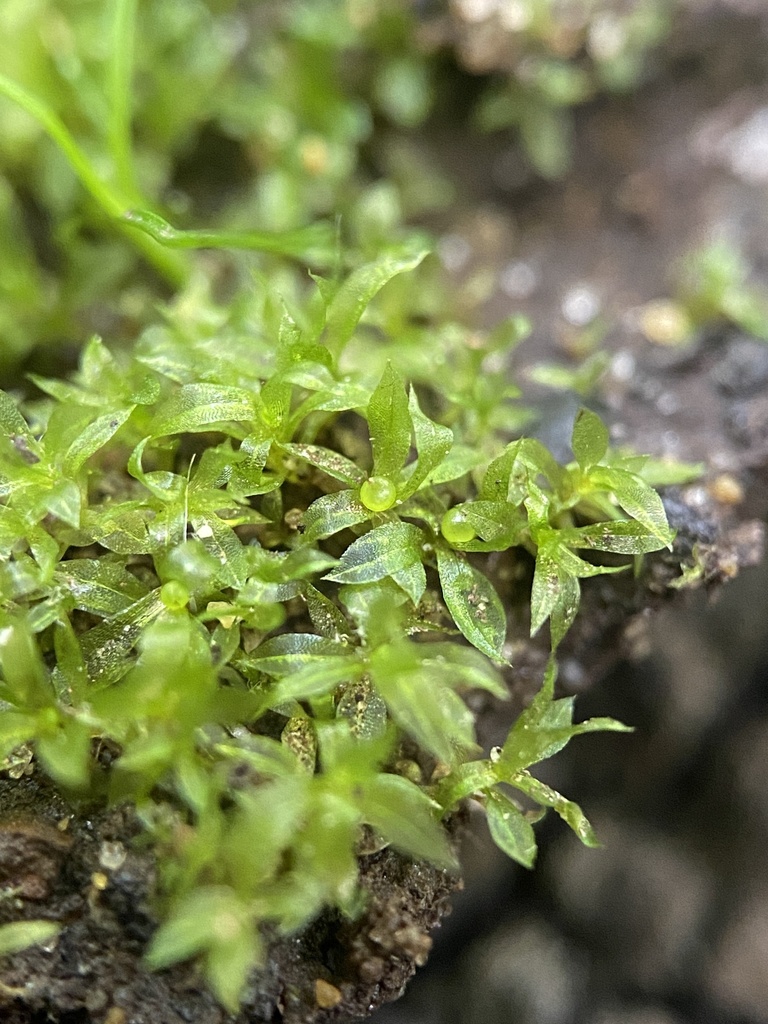 Aphanorrhegma serratum