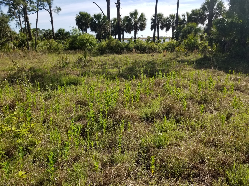 Apocynum cannabinum
