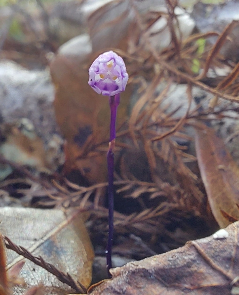 Apteria aphylla