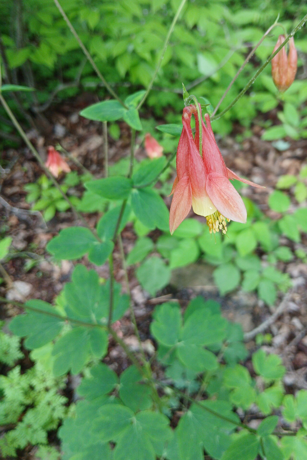 Aquilegia canadensis