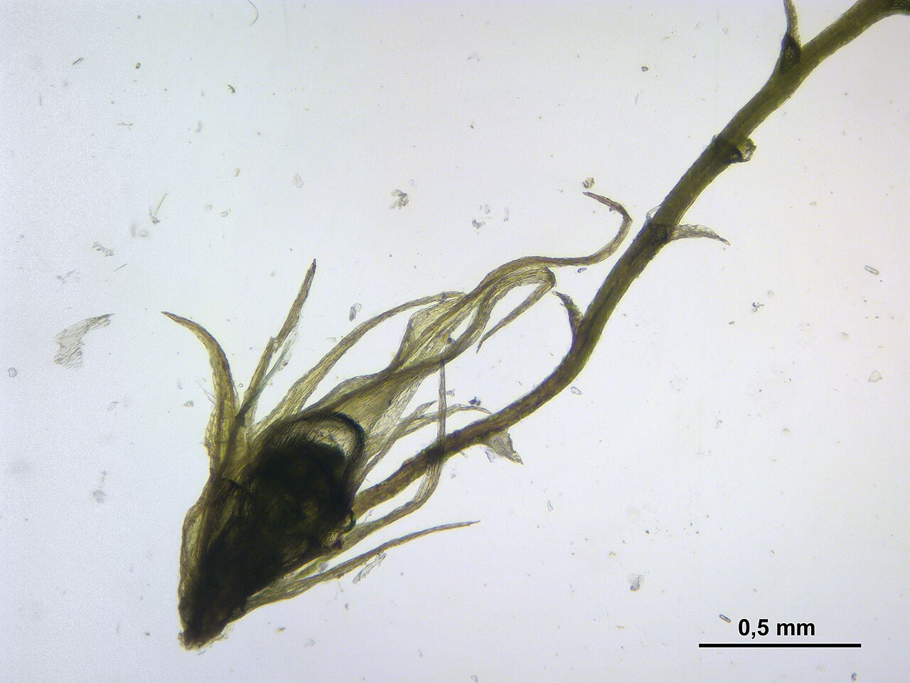 Archidium alternifolium