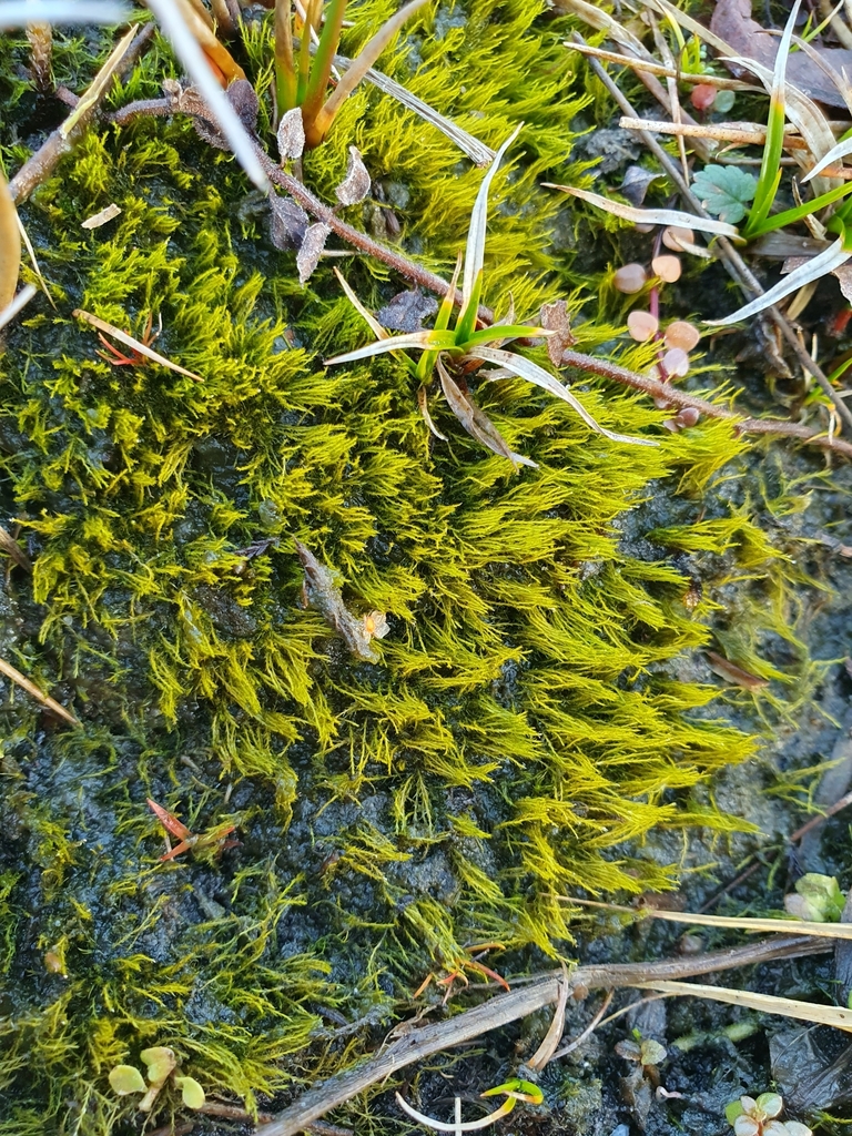 Archidium alternifolium