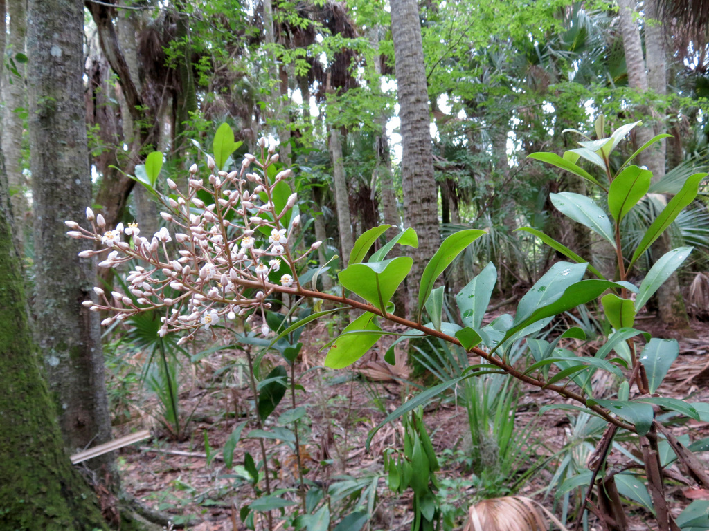 Ardisia escallonioides