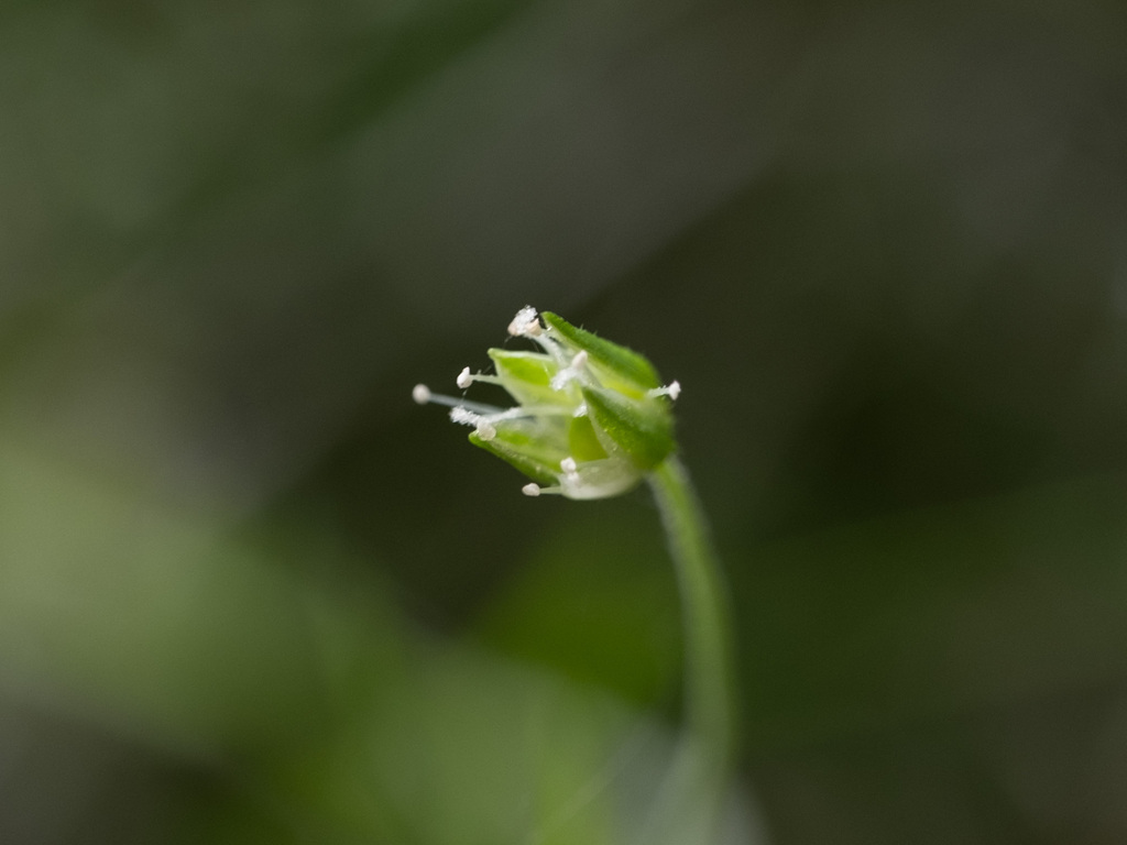 Arenaria lanuginosa