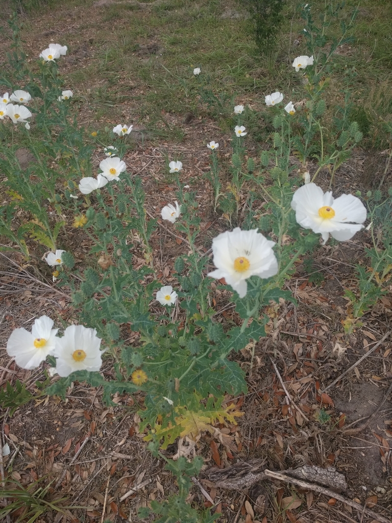 Argemone albiflora