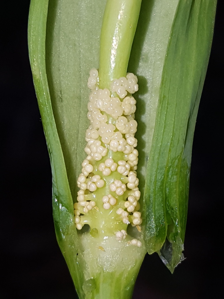 Arisaema dracontium