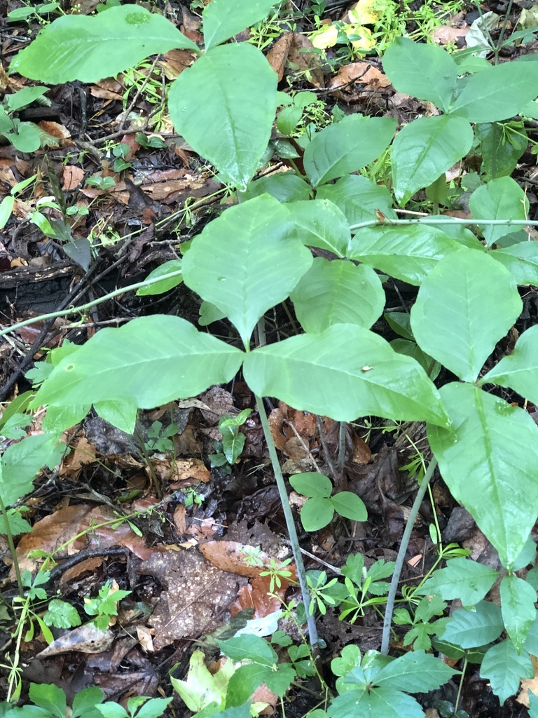 Arisaema quinatum