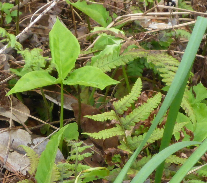 Arisaema triphyllum