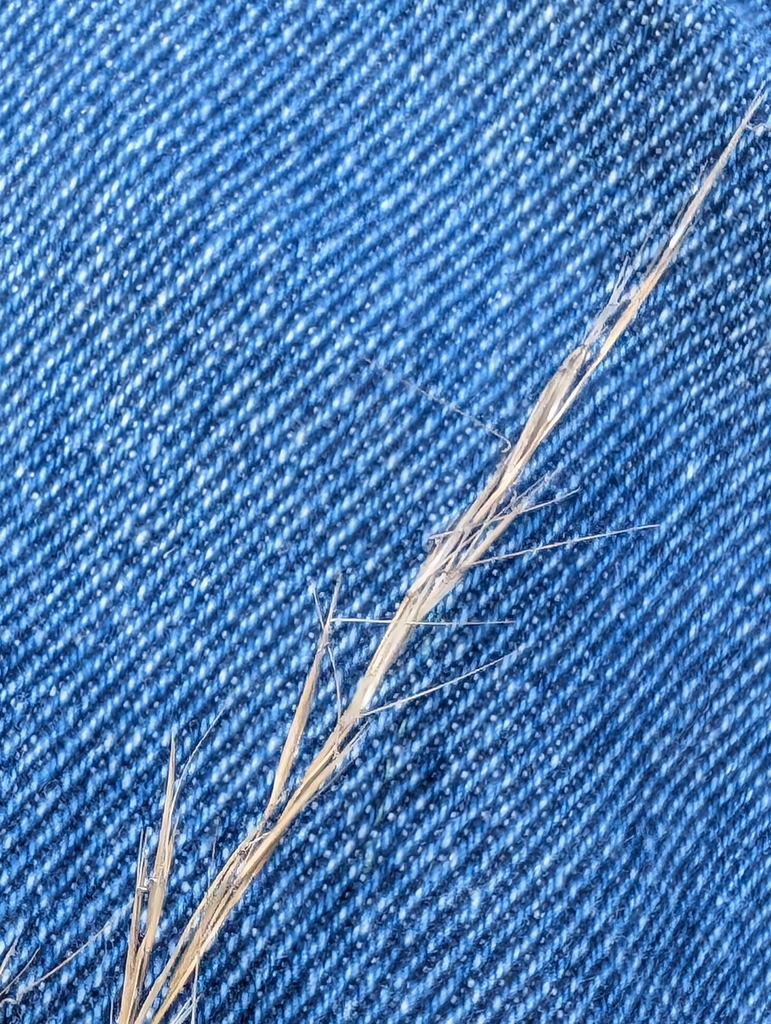 Aristida dichotoma var. curtissii