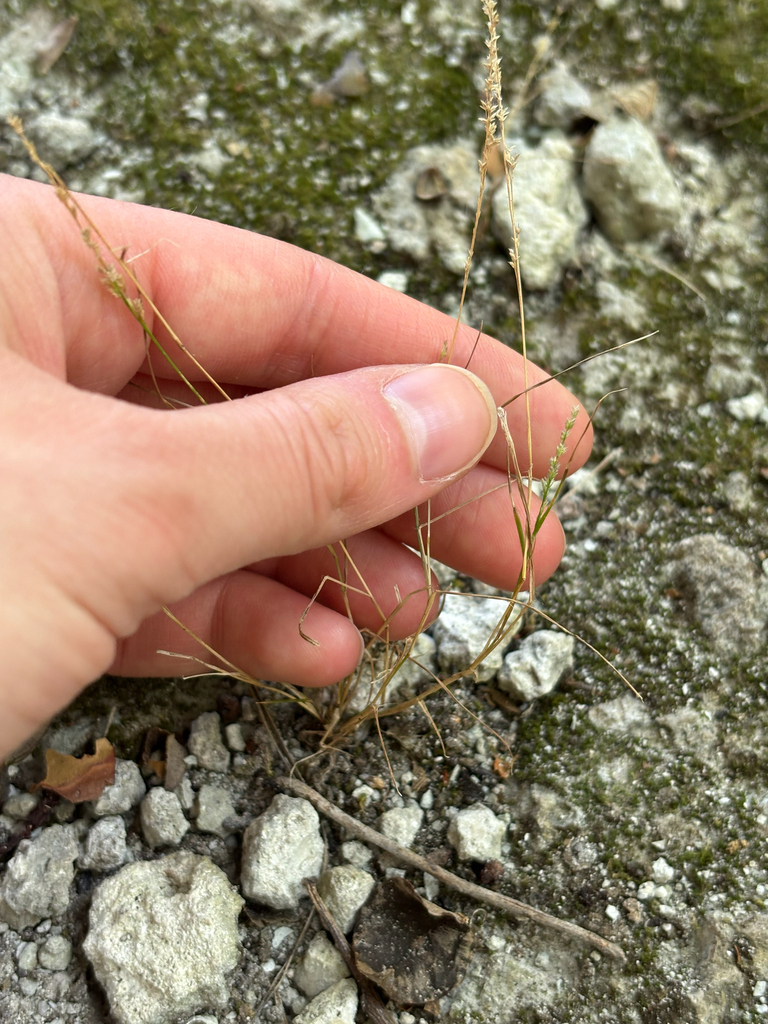 Aristida dichotoma var. dichotoma