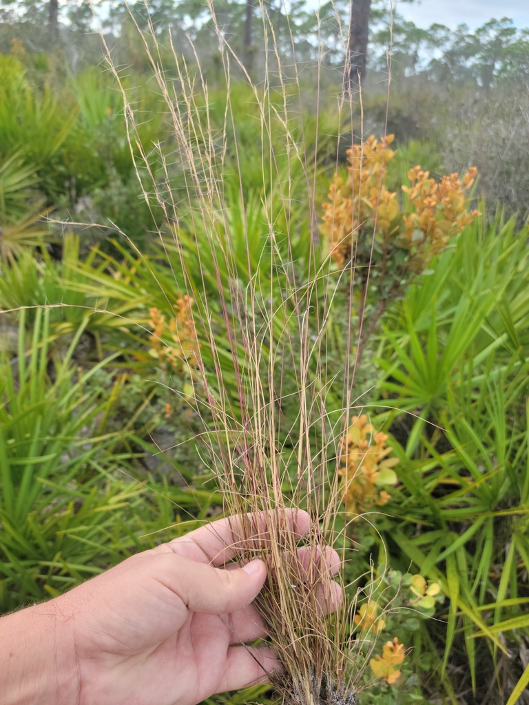 Aristida gyrans