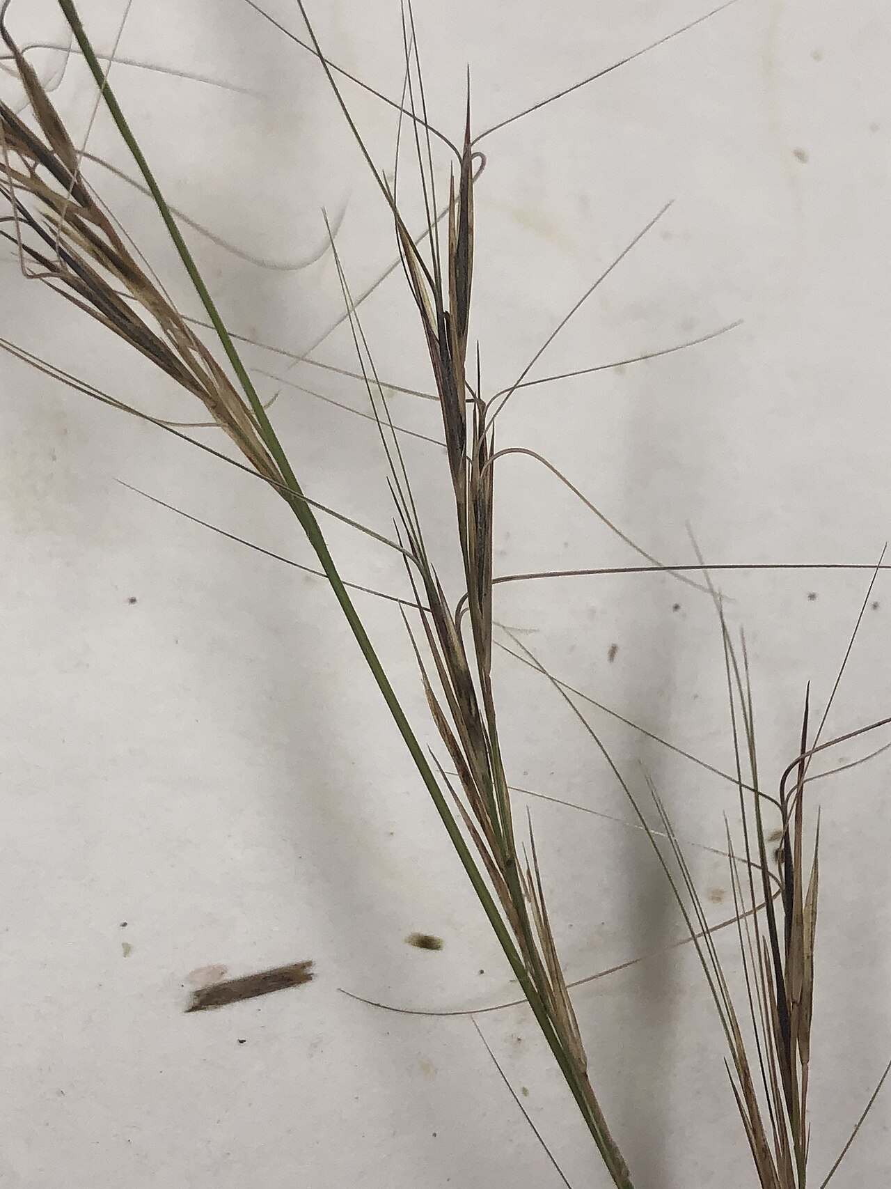 Aristida lanosa