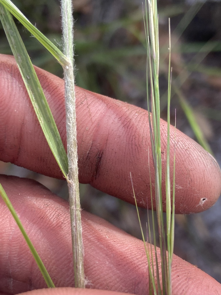 Aristida lanosa