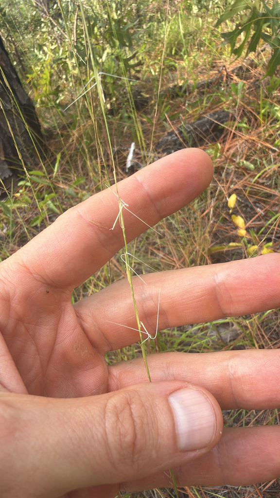 Aristida longespica var. longespica