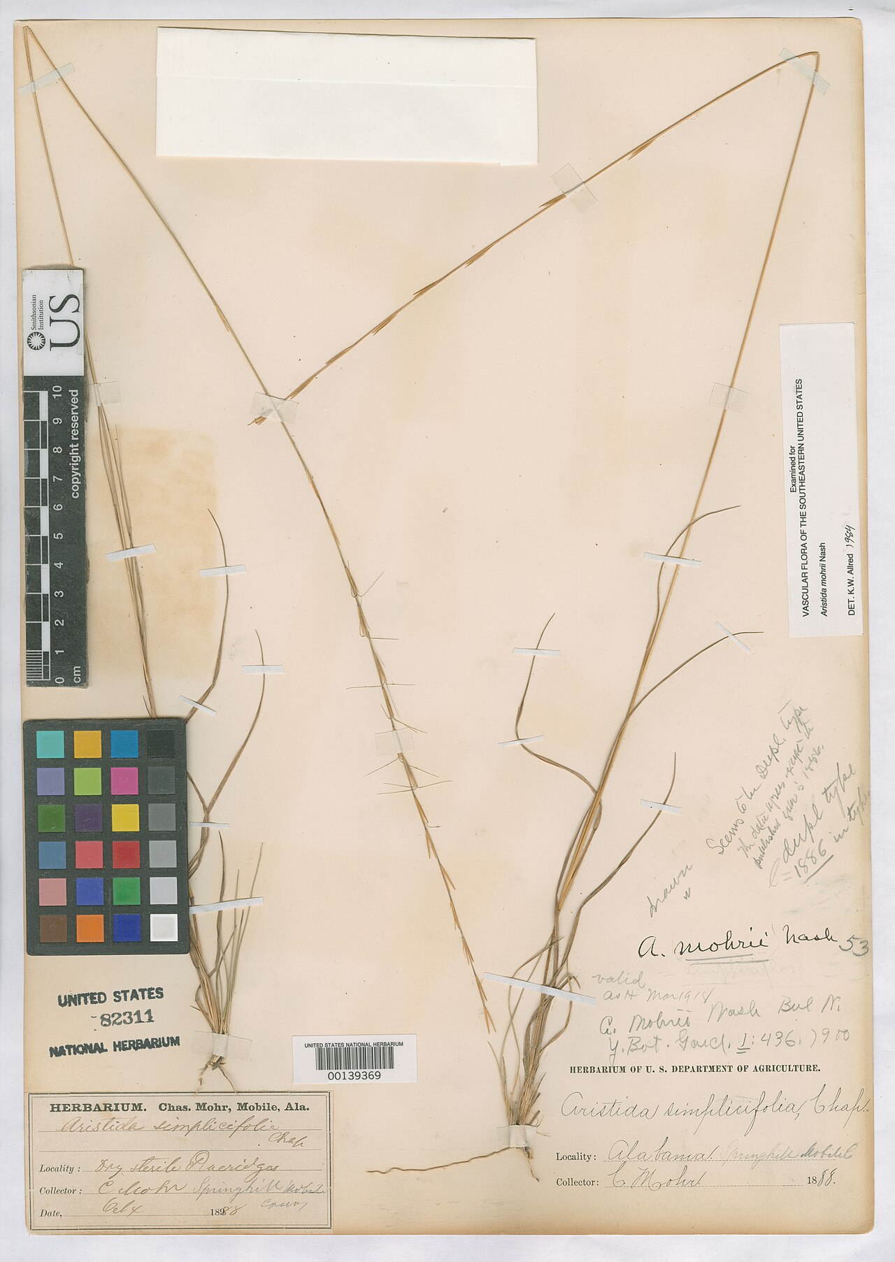 Aristida mohrii