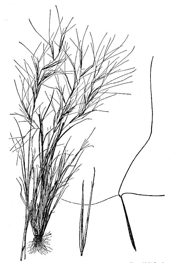 Aristida oligantha