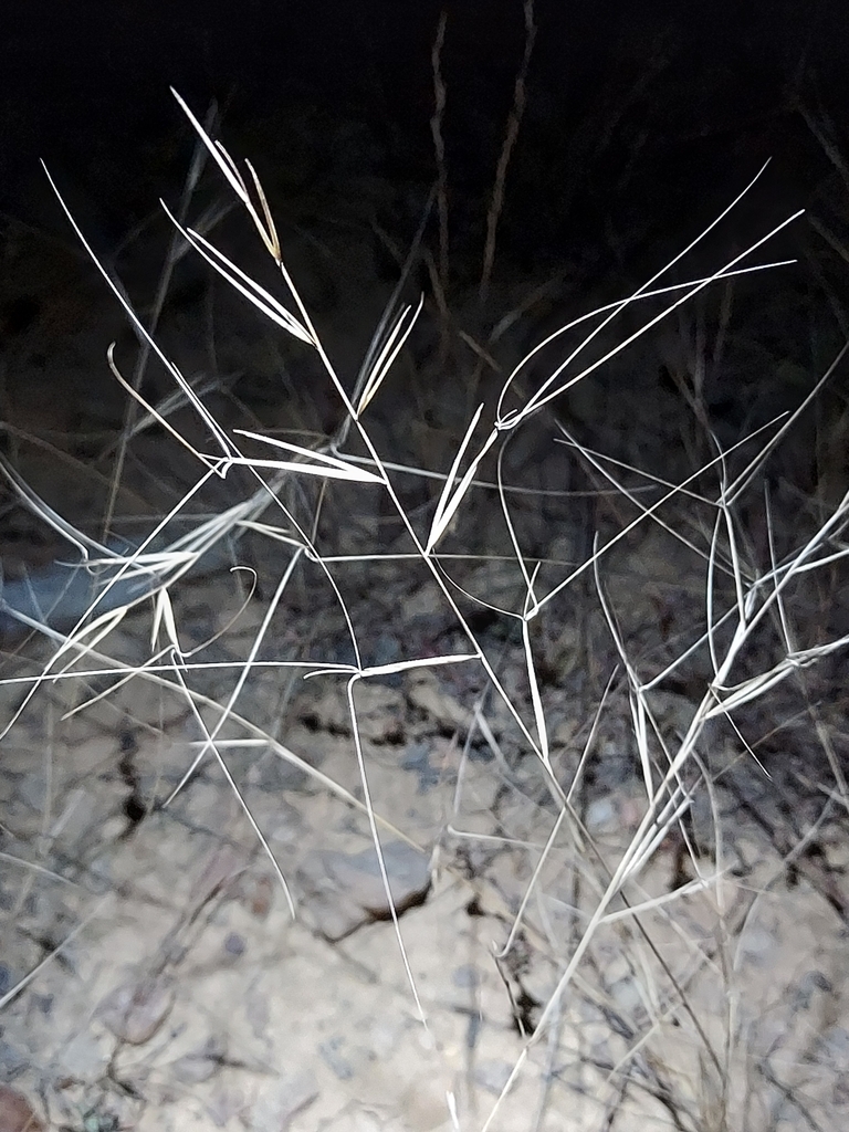 Aristida oligantha