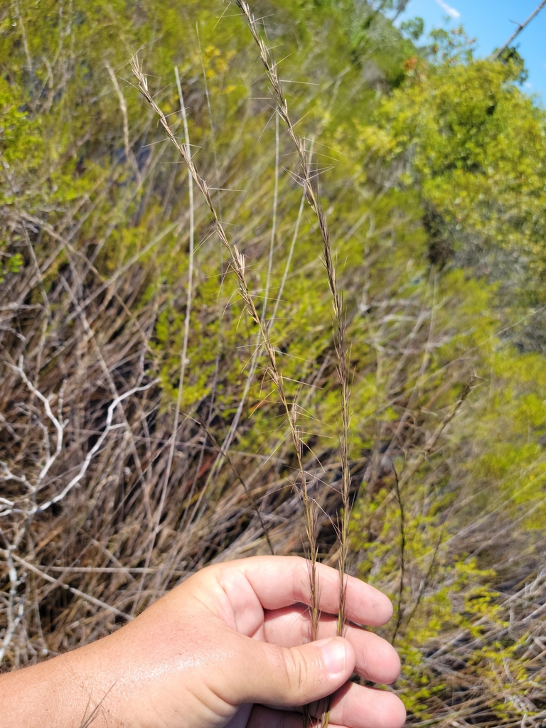 Aristida palustris