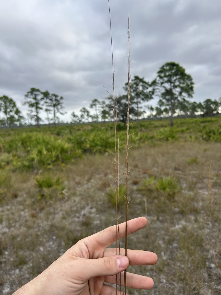 Aristida purpurascens var. tenuispica