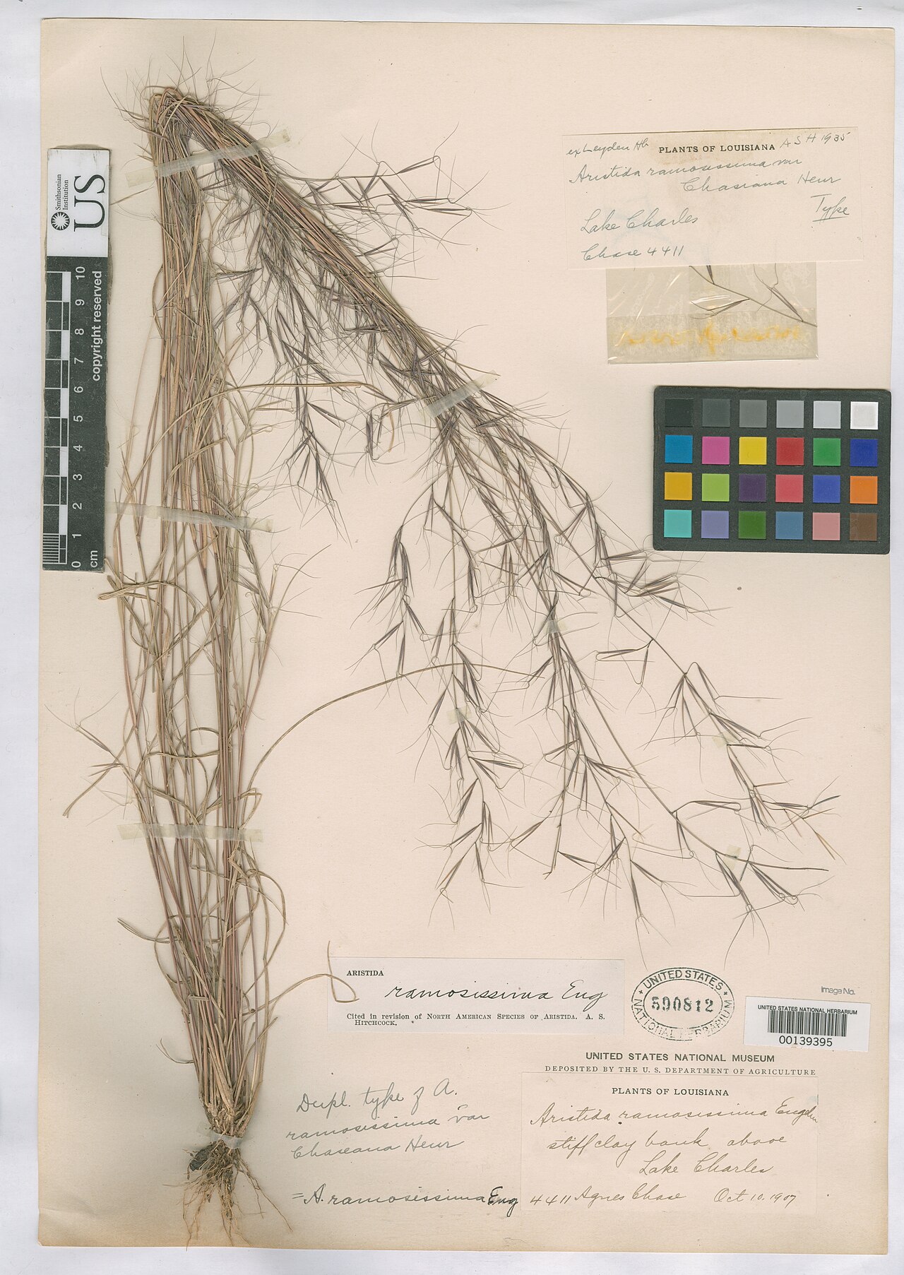 Aristida ramosissima