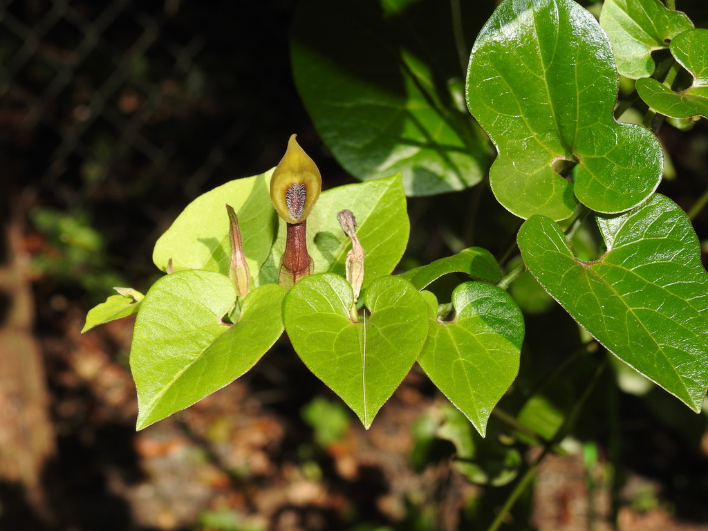 Aristolochia pentandra
