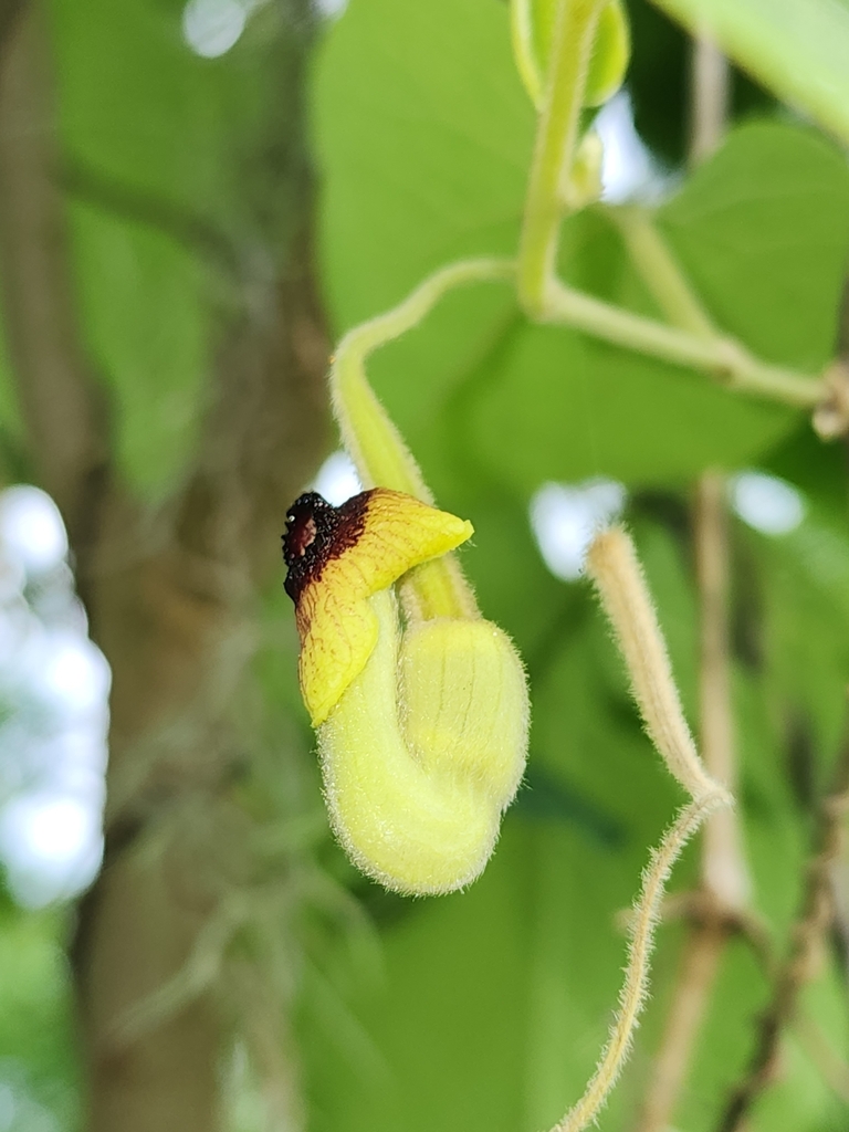 Aristolochia tomentosa