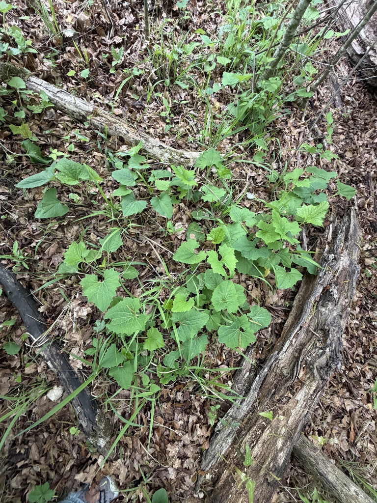 Arnoglossum atriplicifolium