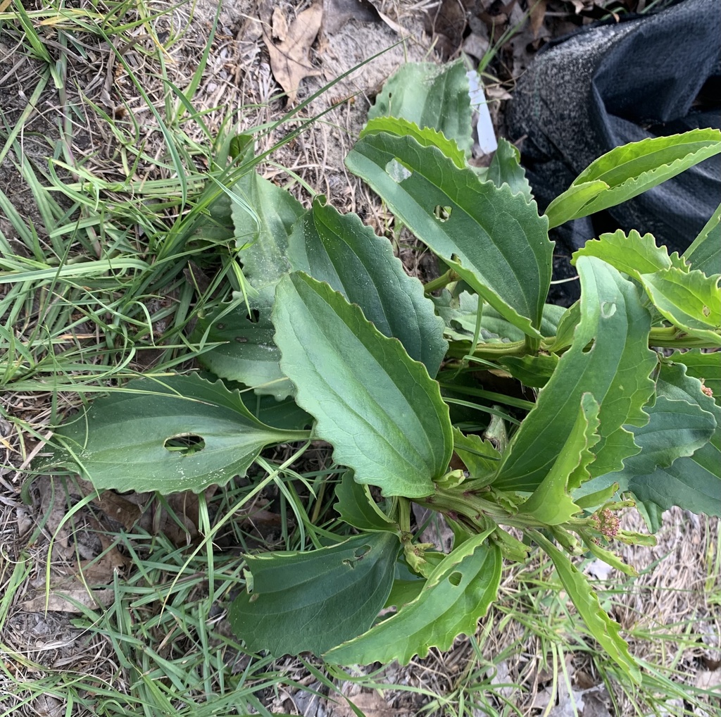 Arnoglossum floridanum