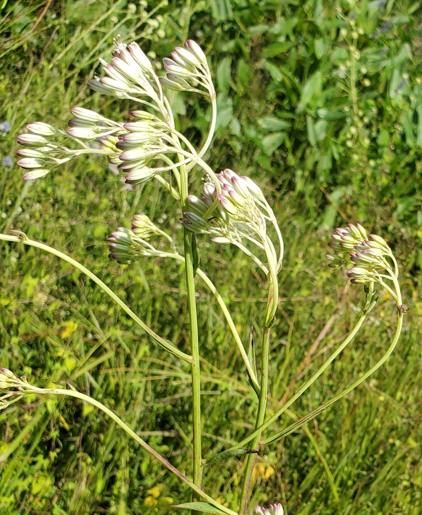 Arnoglossum ovatum