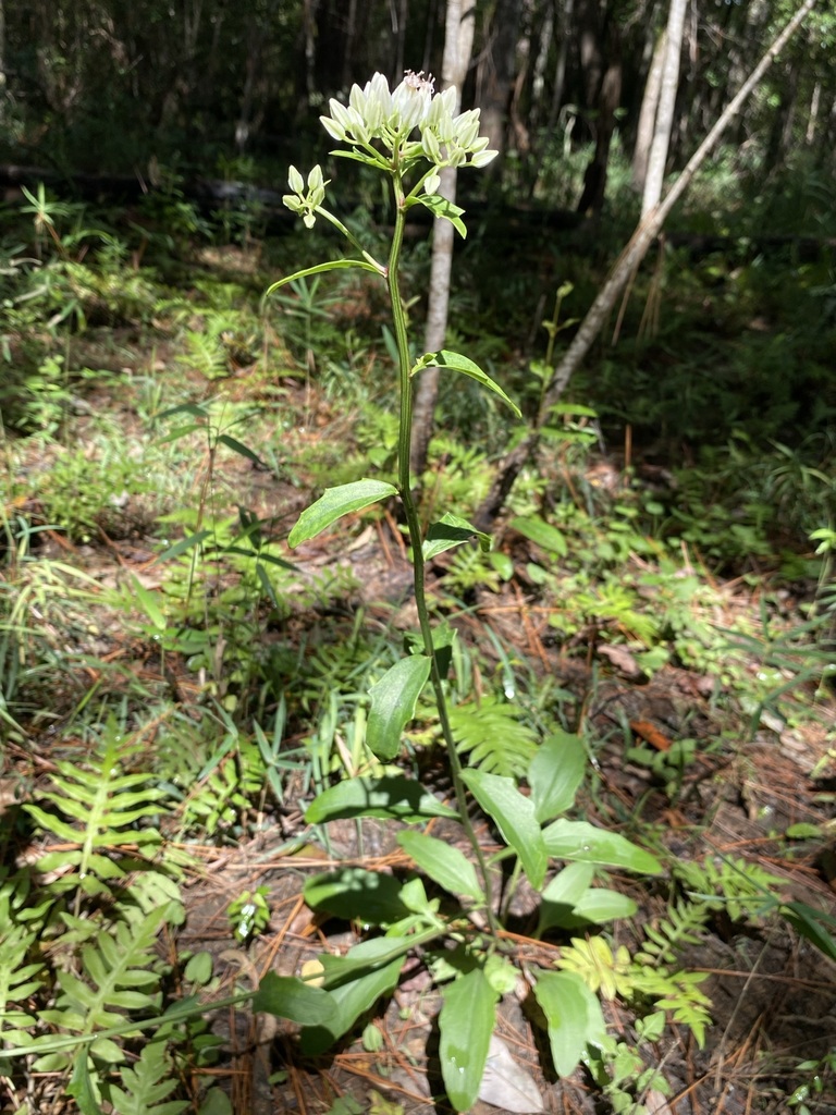 Arnoglossum sulcatum
