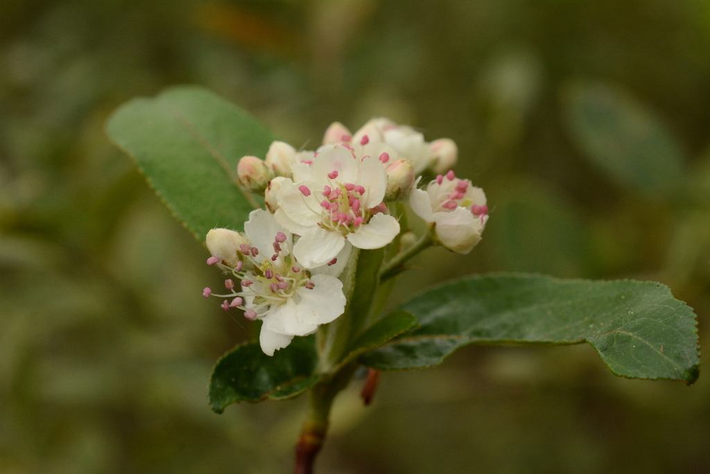 Aronia arbutifolia